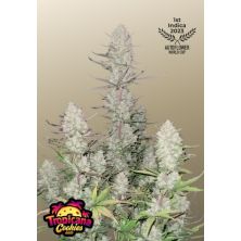Tropicana Cookies Auto de Fast Buds