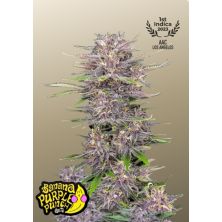 Banana Purple Punch Auto de Fast Buds