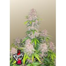 Cherry Cola Auto de Fast Buds