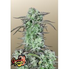 Strawberry Banana Auto de FastBuds