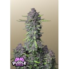 Purple Punch Auto de Fast Buds
