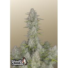 Wedding Cheesecake Auto de Fast Buds