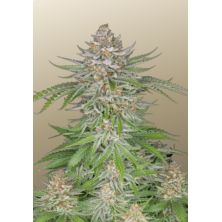 Strawberry Pie Auto de Fast Buds