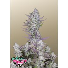 Wedding Glue Auto de Fast Buds