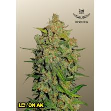 Lemon AK Auto de Fast Buds