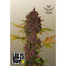 LSD-25 Auto de Fast Buds