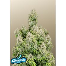 Cinderella Auto de Fast Buds
