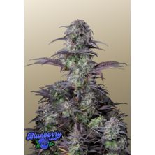 BlueberryAuto de Fast Buds