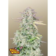 Trainwreck Auto de Fast Buds