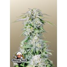 Afghan Kush Auto de Fast Buds