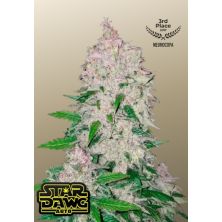 Stardawg Auto de Fast Buds
