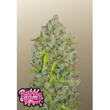 BubbleGum Auto de Fast Buds
