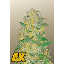 AK Auto de Fast Buds