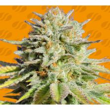 GG 4 Original Glue de Original Sensible
