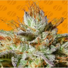 Wedding Cookies de Original Sensible