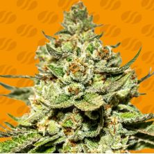 Jungle Lava de Original Sensible