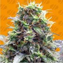Sherbet Moonrocks de Original Sensible