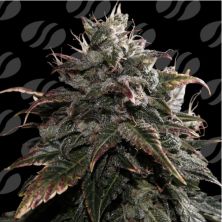 Papaya Stank de Original Sensible