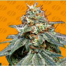 Banana Cream de Original Sensible
