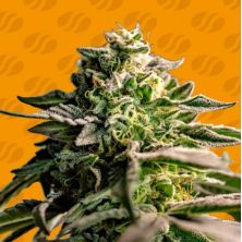 Mango Crack de Original Sensible