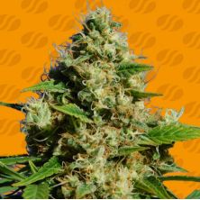 Banana Sherbet de Original Sensible
