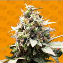 White Raspberry Truffle de Original Sensible