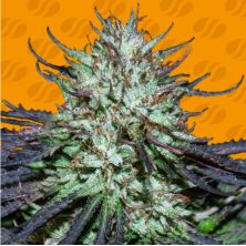 Blueberry Ghost Og