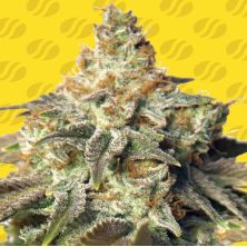 GG 4 Auto de Original Sensible