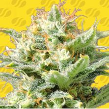 Super Skunk Auto de Original Sensible