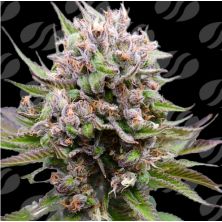 Cotton Berry Rush Auto de Original Sensible