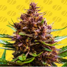 Pink Rozay x Strawberry Banana Auto de Original Sensible
