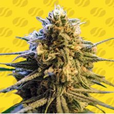 Lemon Oasis Auto de Original Sensible