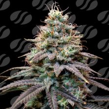 FumePop Auto de Original Sensible