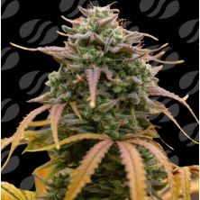 Pineapple Pulse Auto de Original Sensible