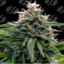 CreamZilla Auto de Original Sensible