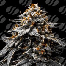 Twilight Zlush Auto de Original Sensible