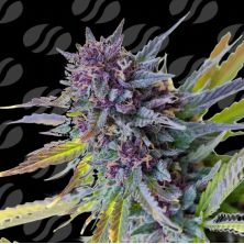 Purple Lemon Tree XL Auto de Original Sensible