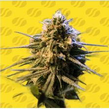 Orange Gorilla XL Auto de Original Sensible