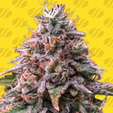 Strawberry Pie Auto de Original Sensible
