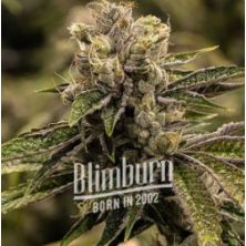 Stoned Panda de Blim Burn