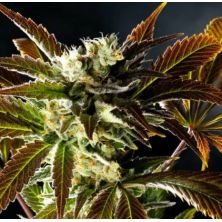 Amnesi-K Haze de Kannabia Seed Company