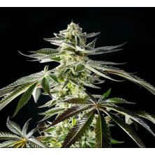 Apple & Bananas de Kannabia Seed Company