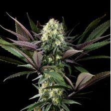 Apple Fritter de Kannabia Seed Company