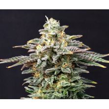Cherry Dream de Kannabia Seed Company