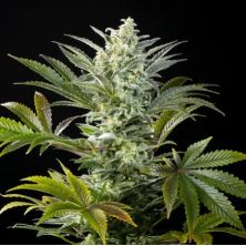 Clementine Slush de Kannabia Seed Company
