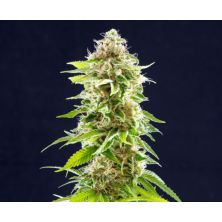 Cookies Haze de Kannabia Seed Company