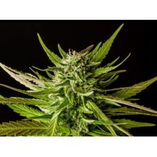 Dosidos de Kannabia Seeds