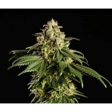 Dream Sherbet de Kannabia Seeds