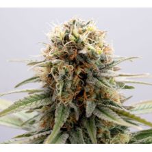 GSC de Kannabia Seed Company