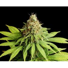 Hellfire OG de Kannabia Seed Company
